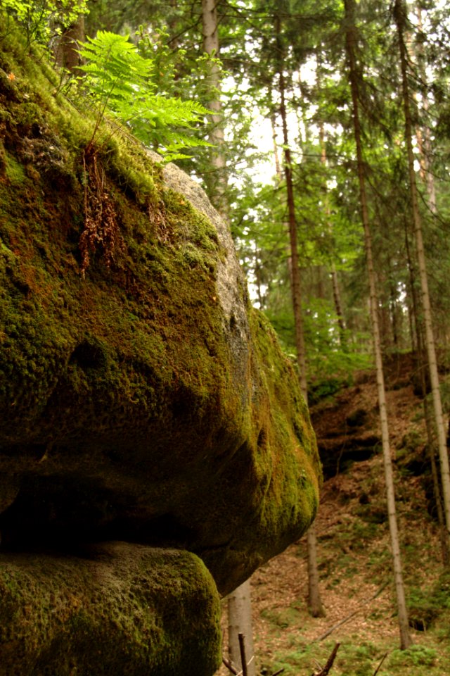 Sächsische Schweiz 2012-05-27-7469