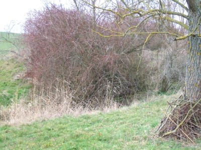 Säckelgraben Auslass Staubecken 7