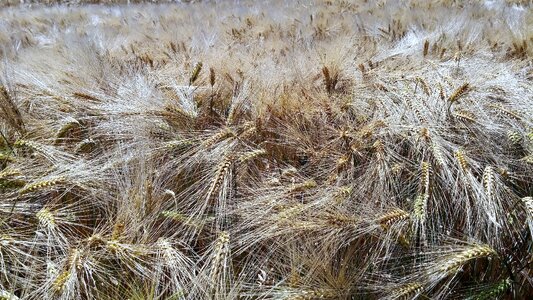 Harvest agriculture cornfield
