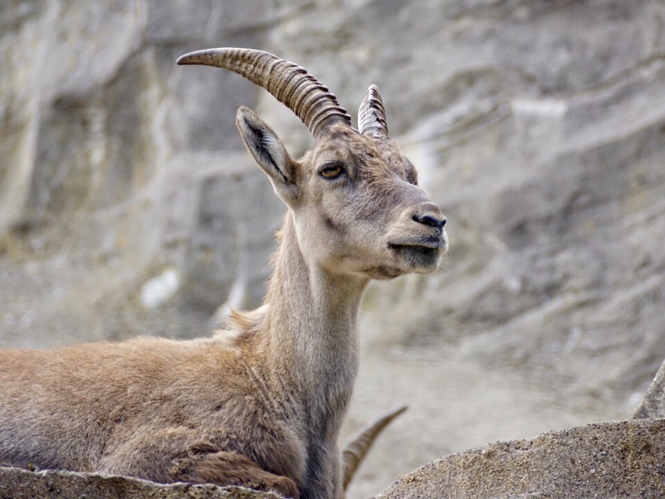 Alpine ibex alpine ibex