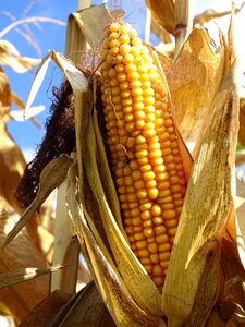 Food cereals autumn