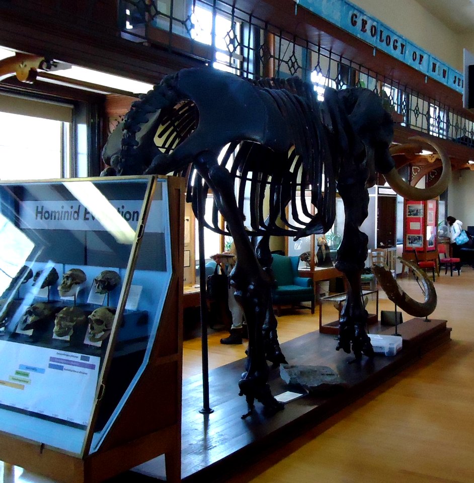 Rutgers University Geology museum mastodon exhibit in main hall