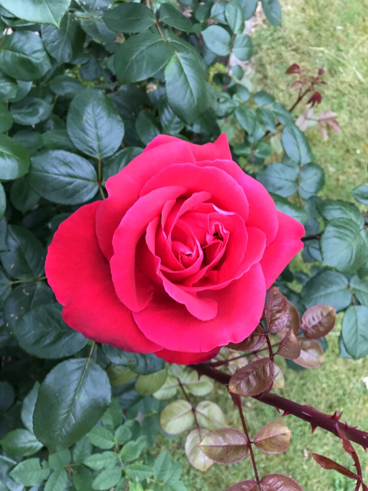 Red rose red summer