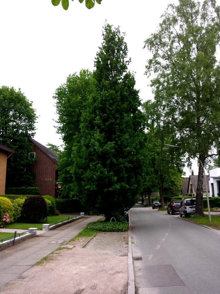 Säuleneiche in Hamburg-Klein Borstel
