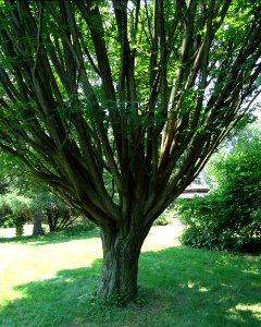 Rutgers University tree in botanical garden photo