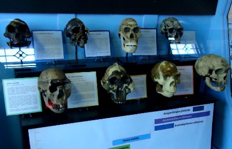 Rutgers University Geology museum hominid heads photo