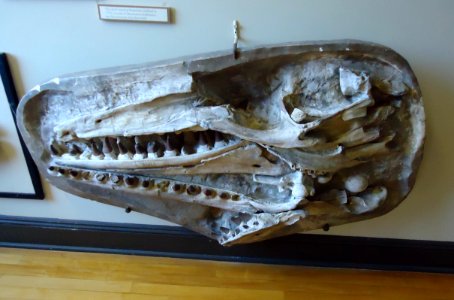 Rutgers University Geology museum exhibit on a wall