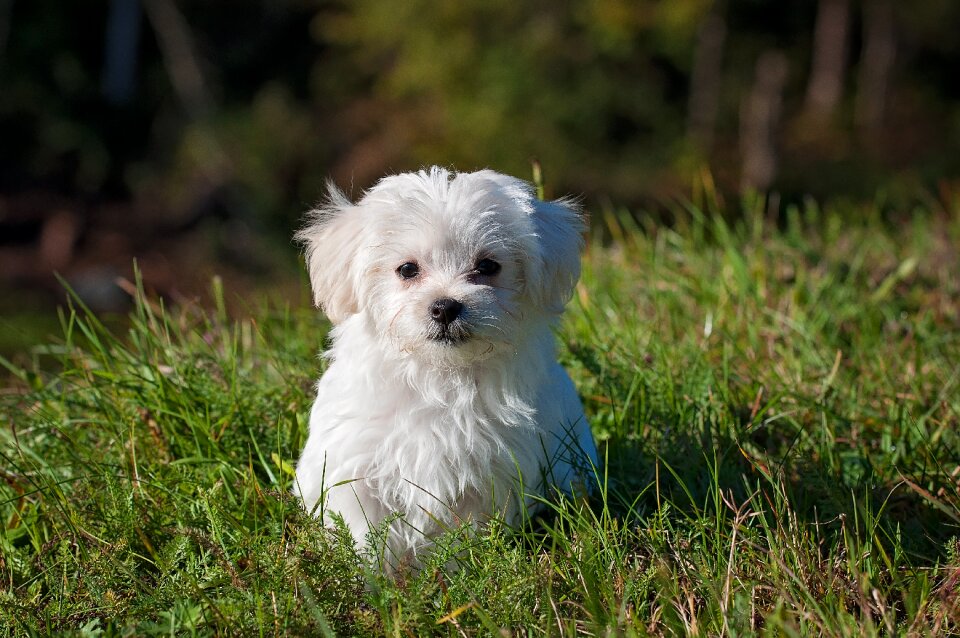 Maltese white puppy
