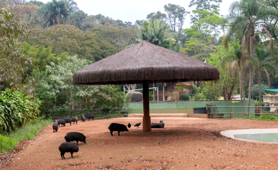 São Paulo Zoo 34