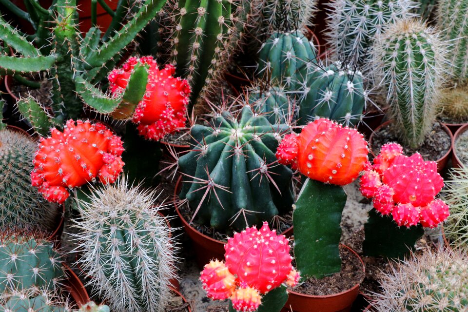 Prickly close up thorns photo