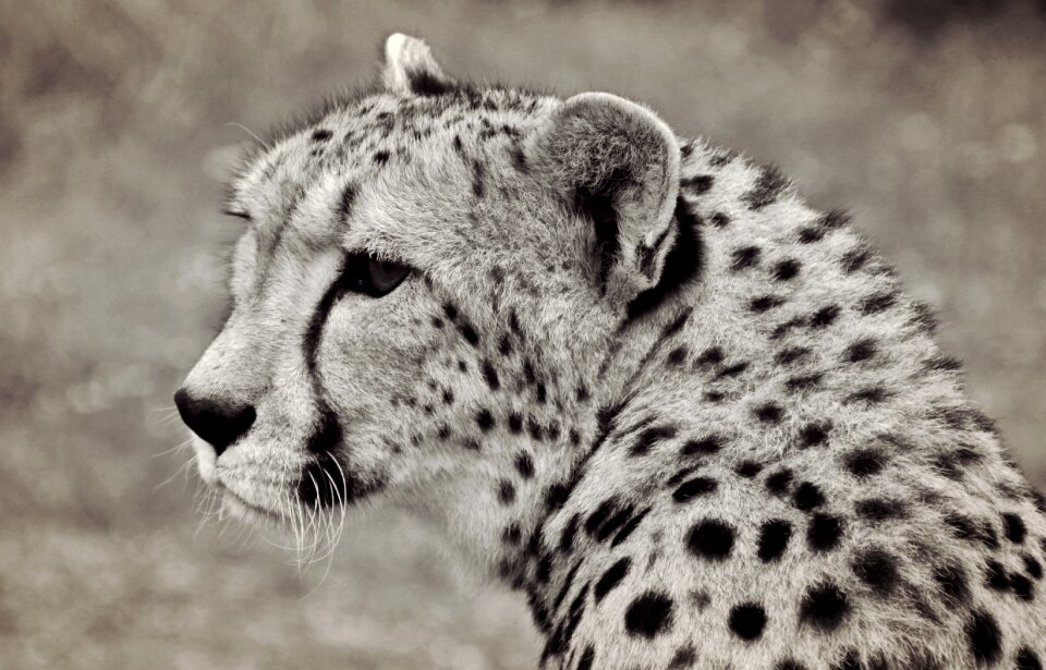 Animal animal portrait africa