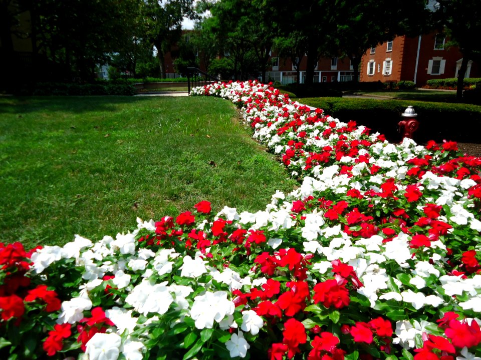 Rutgers University College Avenue campus July 2016 flowers along a walkway