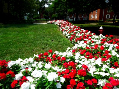 Rutgers University College Avenue campus July 2016 flowers along a walkway