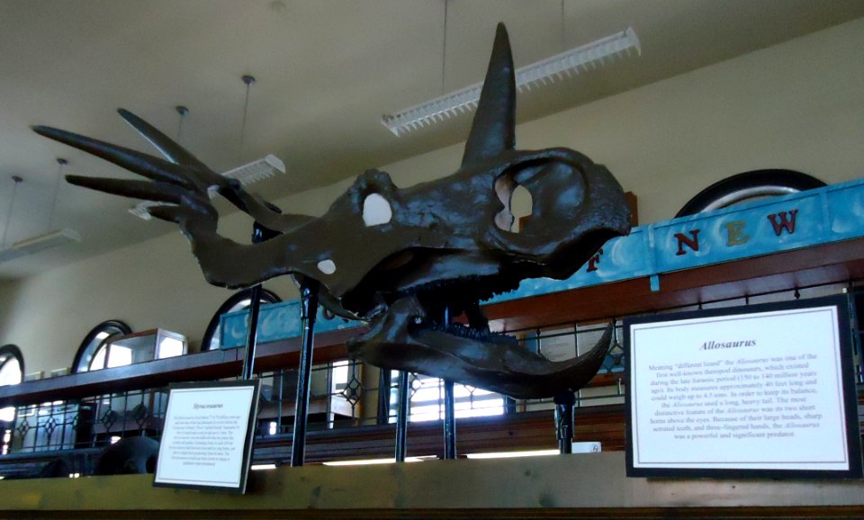 Rutgers University Geology museum Allosaurus head