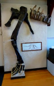 Rutgers University Geology museum exhibit against wall