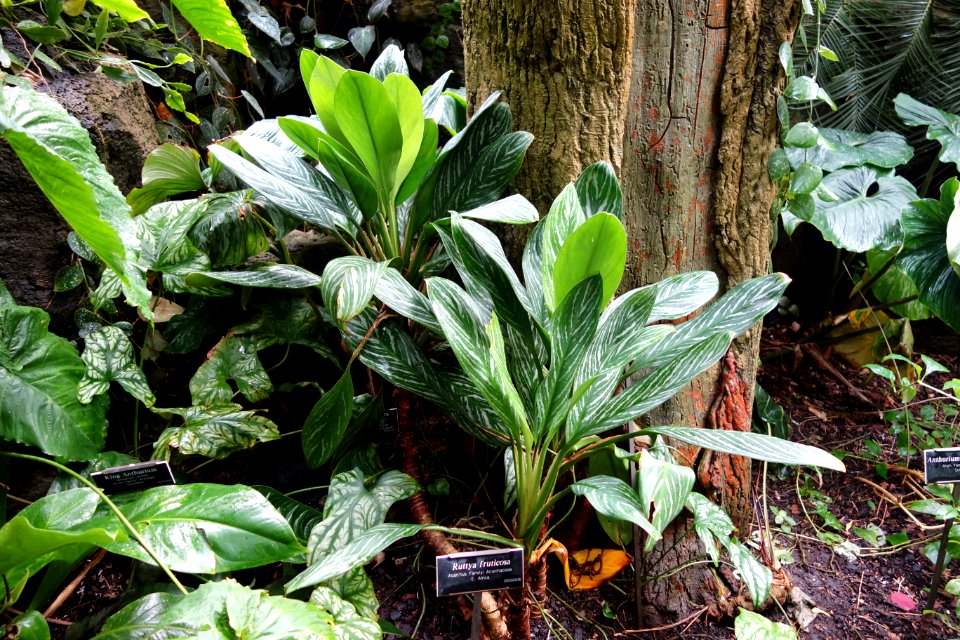 Ruttya fruticosa - Brooklyn Botanic Garden - Brooklyn, NY - DSC08180