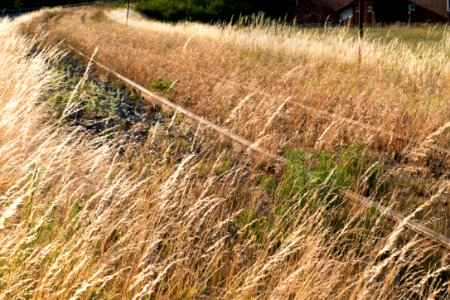 Rusty tracks turned to gold by evening sun 1