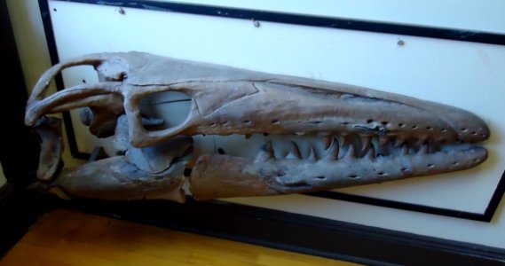 Rutgers University Geology museum luckily extinct head