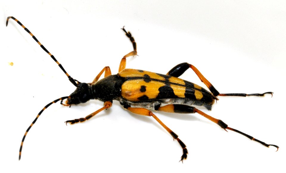 Rutpela-maculata-09-fws