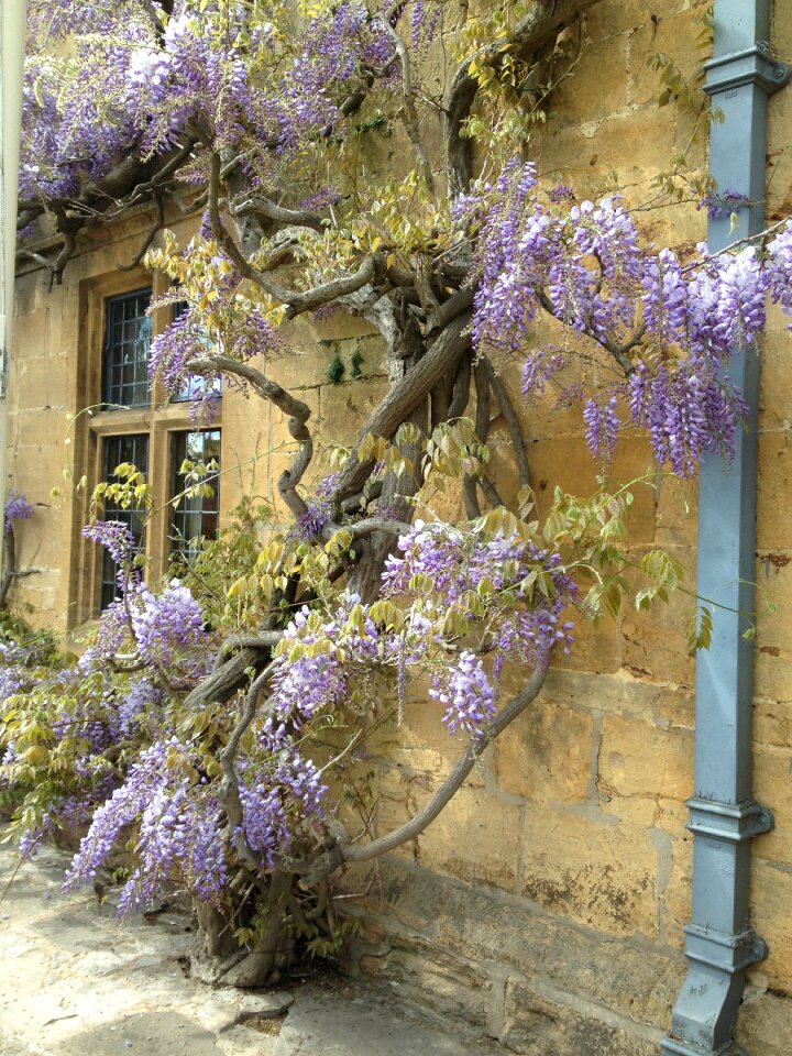 Wisteria broadway village life