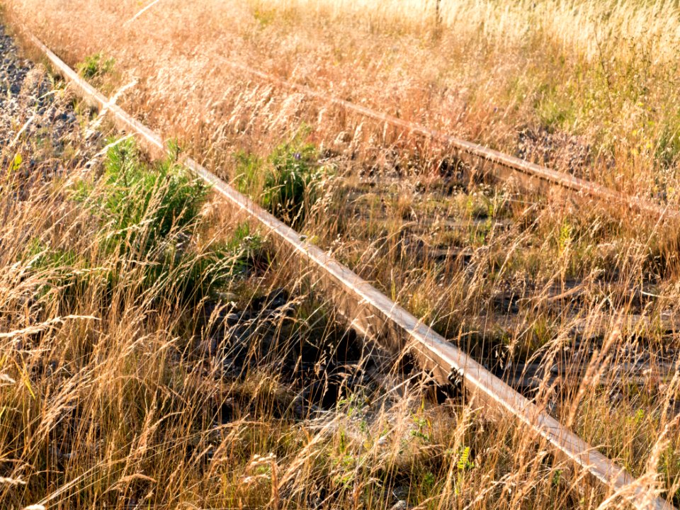 Rusty tracks turned to gold by evening sun 3