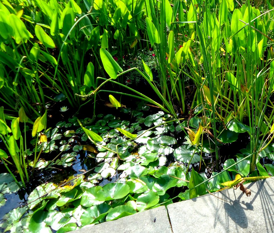 Rutgers Gardens photos of plants and foliage 13 pond
