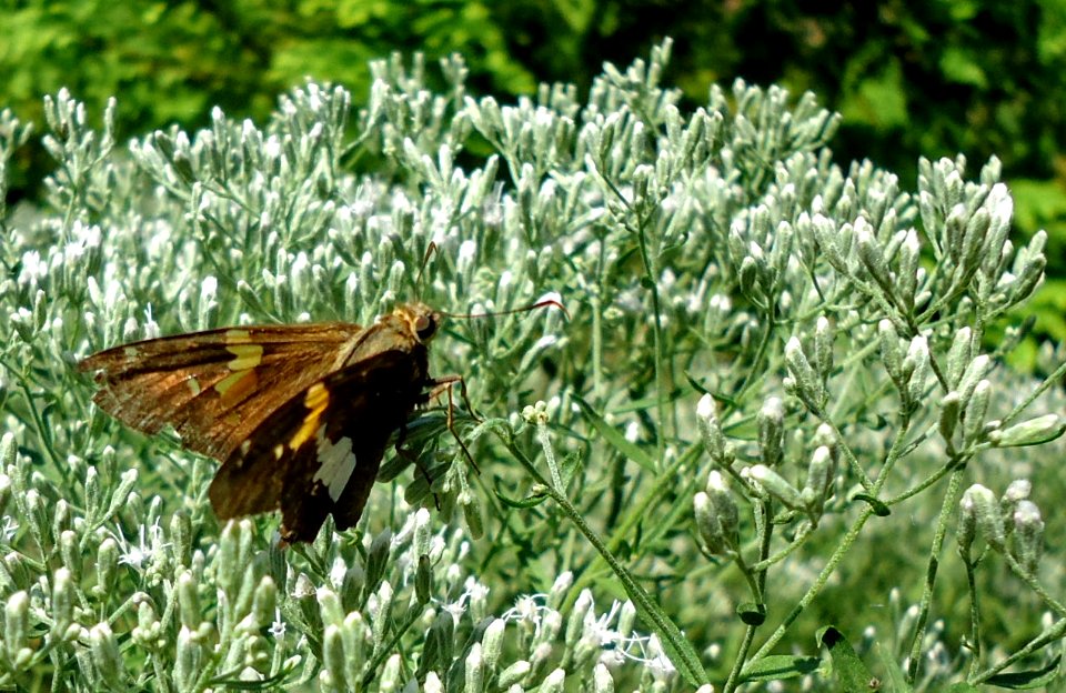 Rutgers Gardens in New Brunswick New Jersey butterfly or moth ImageNumber 25