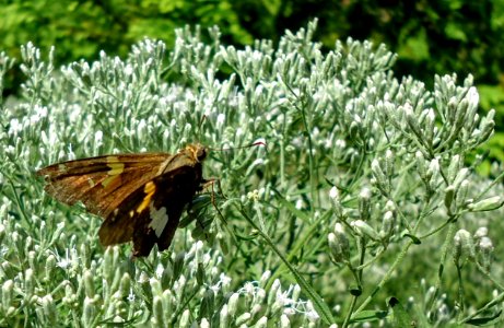Rutgers Gardens in New Brunswick New Jersey butterfly or moth ImageNumber 25