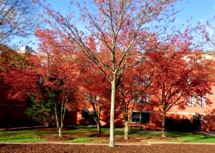 Rutgers colorful tree and dormitory