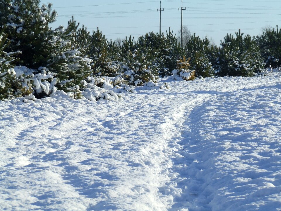 Forest winter snowy photo