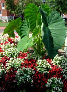 Rutgers University College Ave campus plants with big leaves plus flowers