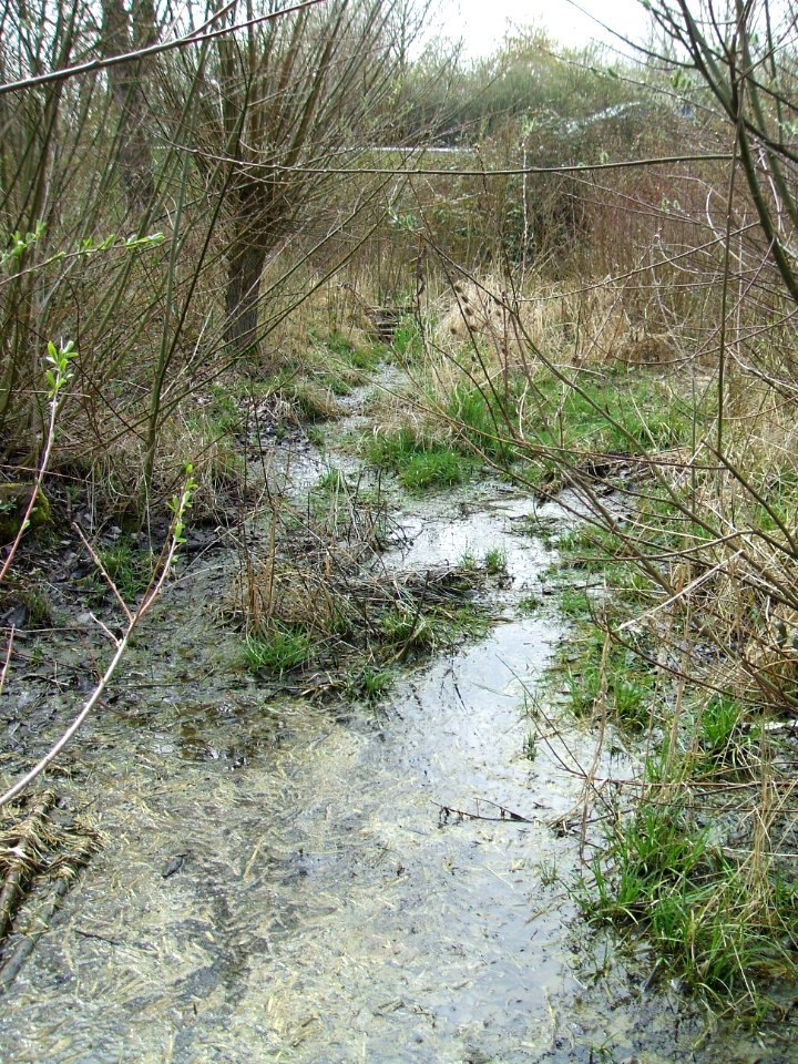 Säckelgraben Auslass B 3 Wasser Gehölz