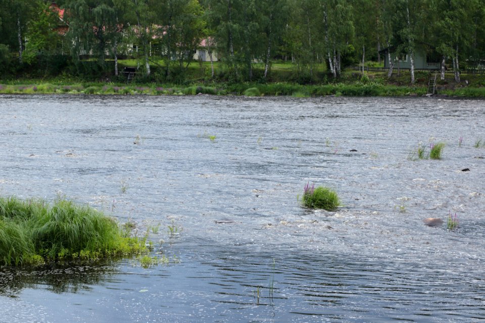 Sämppikoski Kiiminkijoki Oulu 20200713