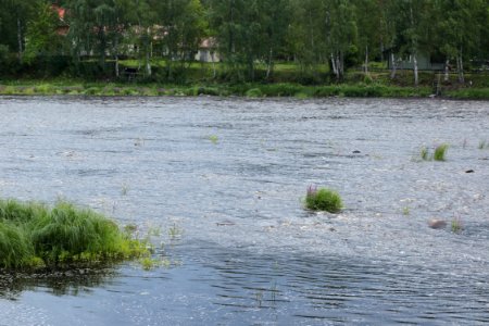 Sämppikoski Kiiminkijoki Oulu 20200713