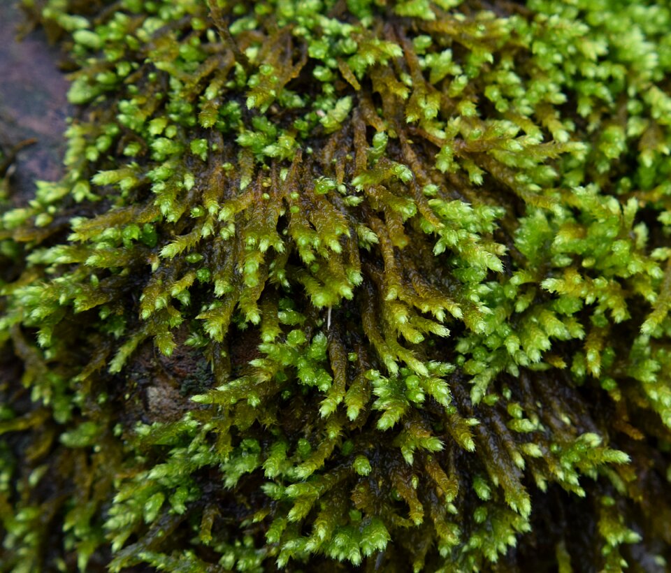 Nature rain outdoor