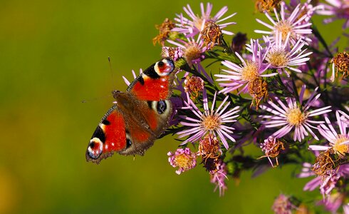 Nature macro summer