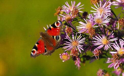 Nature macro summer photo