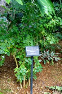 Ruttya fruticosa - Shinjuku Gyo-en Greenhouse - Tokyo, Japan - DSC05802