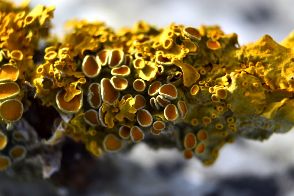 Branch mushroom close up