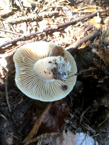 Russula nigricans 51423922