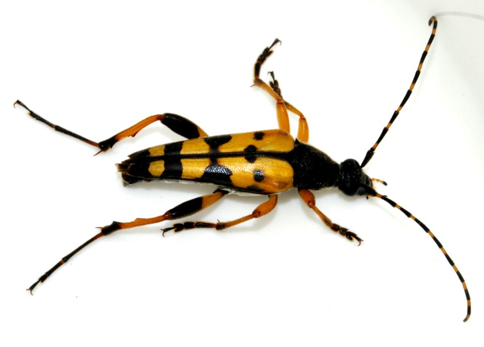 Rutpela-maculata-11-fws