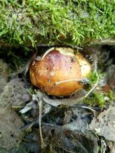 Russula foetens 91759505