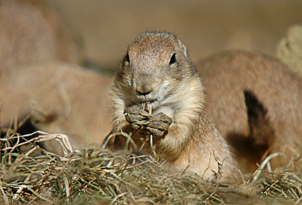 Animal black-tailed prairie dog meals