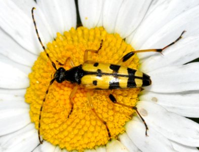 Rutpela-maculata-06-fws