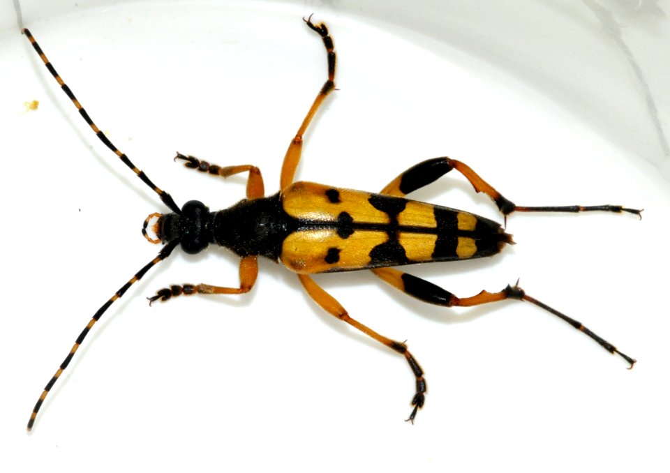 Rutpela-maculata-12-fws