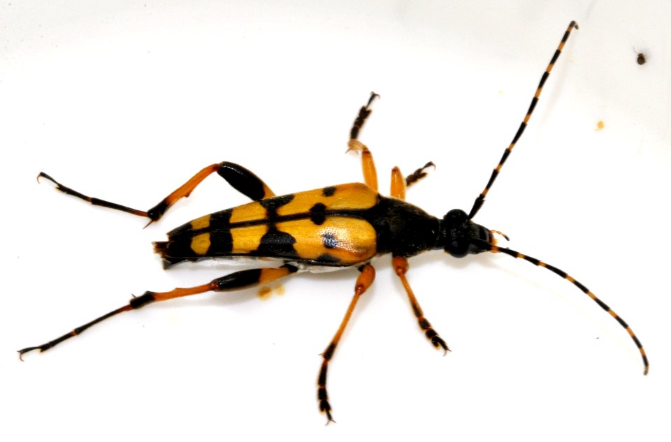 Rutpela-maculata-10-fws