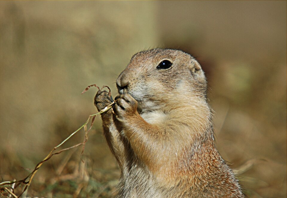 Animal black-tailed prairie dog meals