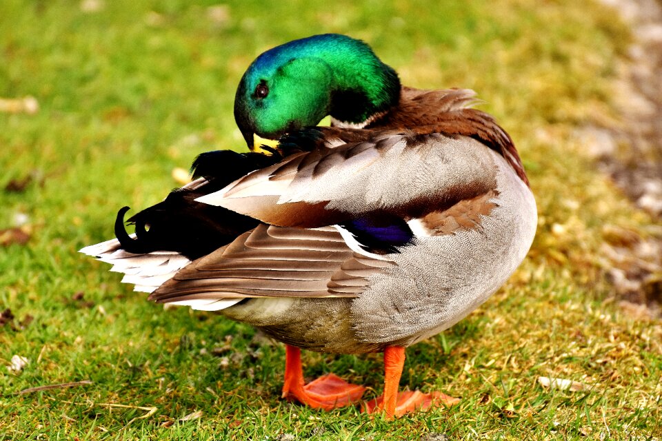 Male water bird duck photo