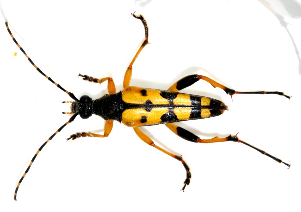 Rutpela-maculata-08-fws