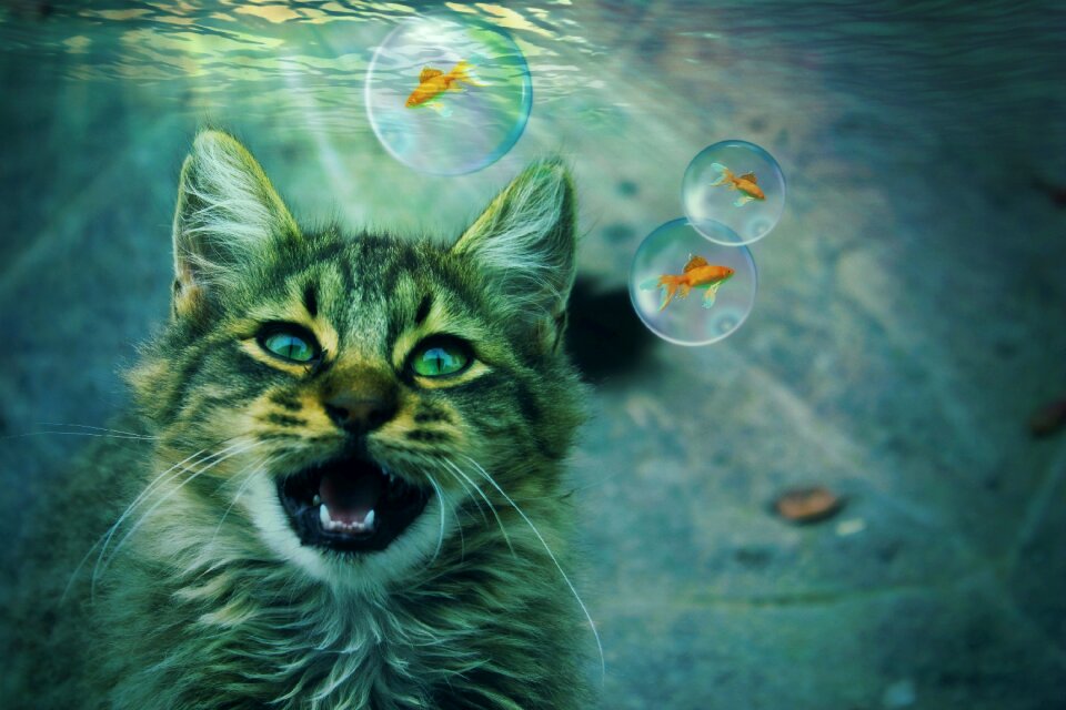 Dream dream world gold fish underwater